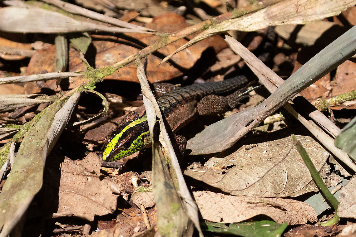 Forest Whiptail (Kentropyx pelviceps) PNYC - Pampa Pescado, Pasco, Peru. Oct 22, 2020 Geotagged,Kentropyx pelviceps,Peru,Spring