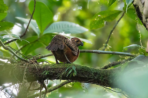 Starred wood quail (Odontophorus stellatus) PNYC - Pampa Pescado, Pasco, Peru. Oct 23, 2020 Geotagged,Odontophorus stellatus,Peru,Spring,Starred wood quail