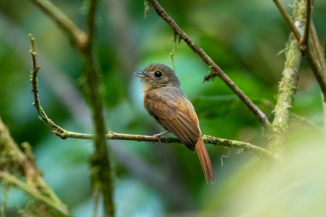 Ruddy-tailed flycatcher (Terenotriccus erythrurus) PNYC - Pampa Pescado, Pasco, Peru. Oct 23, 2020 Geotagged,Peru,Ruddy-tailed flycatcher,Spring,Terenotriccus erythrurus