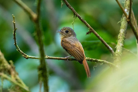 Ruddy-tailed flycatcher (Terenotriccus erythrurus) PNYC - Pampa Pescado, Pasco, Peru. Oct 23, 2020 Geotagged,Peru,Ruddy-tailed flycatcher,Spring,Terenotriccus erythrurus