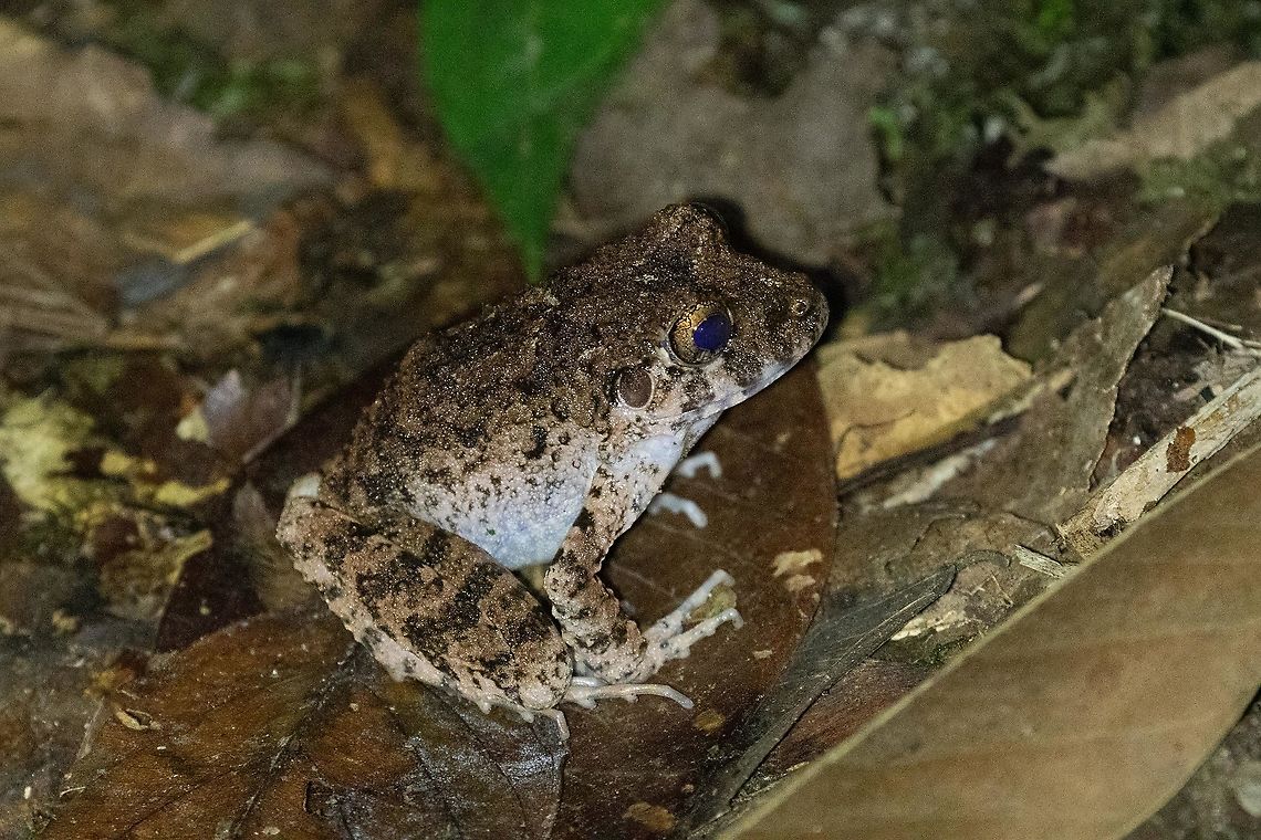 Common Big-headed Frog (Oreobates quixensis) PNYC - Pampa Pescado, Pasco, Peru. Oct 23, 2020 Geotagged,Oreobates quixensis,Peru,Spring