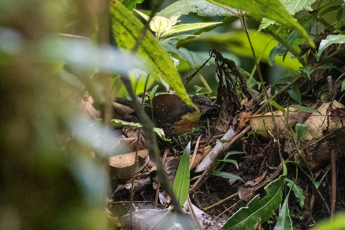 Rusty-belted tapaculo (Liosceles thoracicus) PNYC - Pampa Pescado, Pasco, Peru. Oct 24, 2020 Geotagged,Liosceles thoracicus,Peru,Rusty-belted tapaculo,Spring