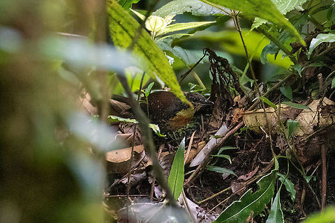 Rusty-belted tapaculo