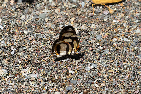 Clio Crescent (Eresia clio) PNYC - Pampa Pescado, Pasco, Peru. Oct 22, 2020 Common crescent,Eresia clio,Geotagged,Peru,Spring