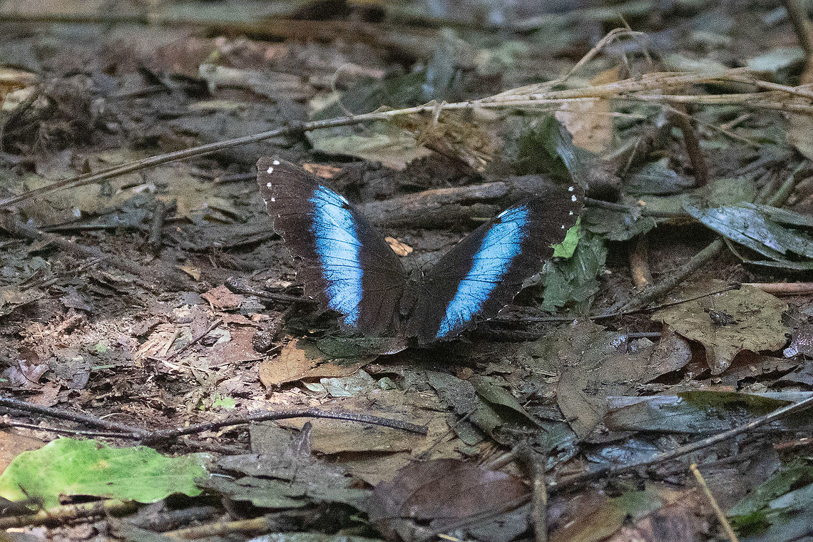 Achilles Morpho (Morpho achilles) PNYC - Pampa Pescado, Pasco, Peru. Oct 25, 2020 Geotagged,Morpho achilles,Peru,Spring