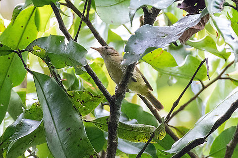 Dusky-capped greenlet (Pachysylvia hypoxantha) PNYC - Pampa Pescado, Pasco, Peru. Oct 25, 2020 Dusky-capped greenlet,Geotagged,Pachysylvia hypoxantha,Peru,Spring