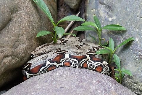Young Boa constrictor taking a nap PNYC - Pampa Pescado, Pasco, Peru. Oct 26, 2020 Boa constrictor,Geotagged,Peru,Spring