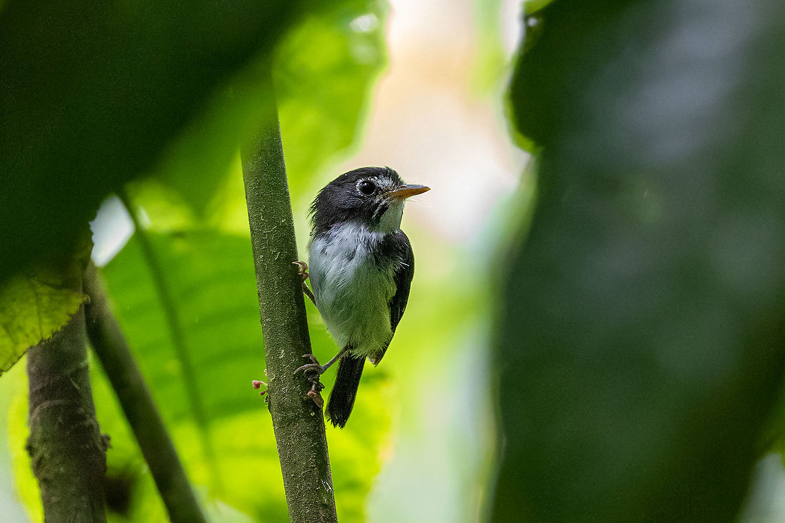 Black-and-white tody-flycatcher (Poecilotriccus capitalis) PNYC - Pampa Pescado, Pasco, Peru. Oct 26, 2020  Black-and-white tody-flycatcher,Geotagged,Peru,Poecilotriccus capitalis,Spring