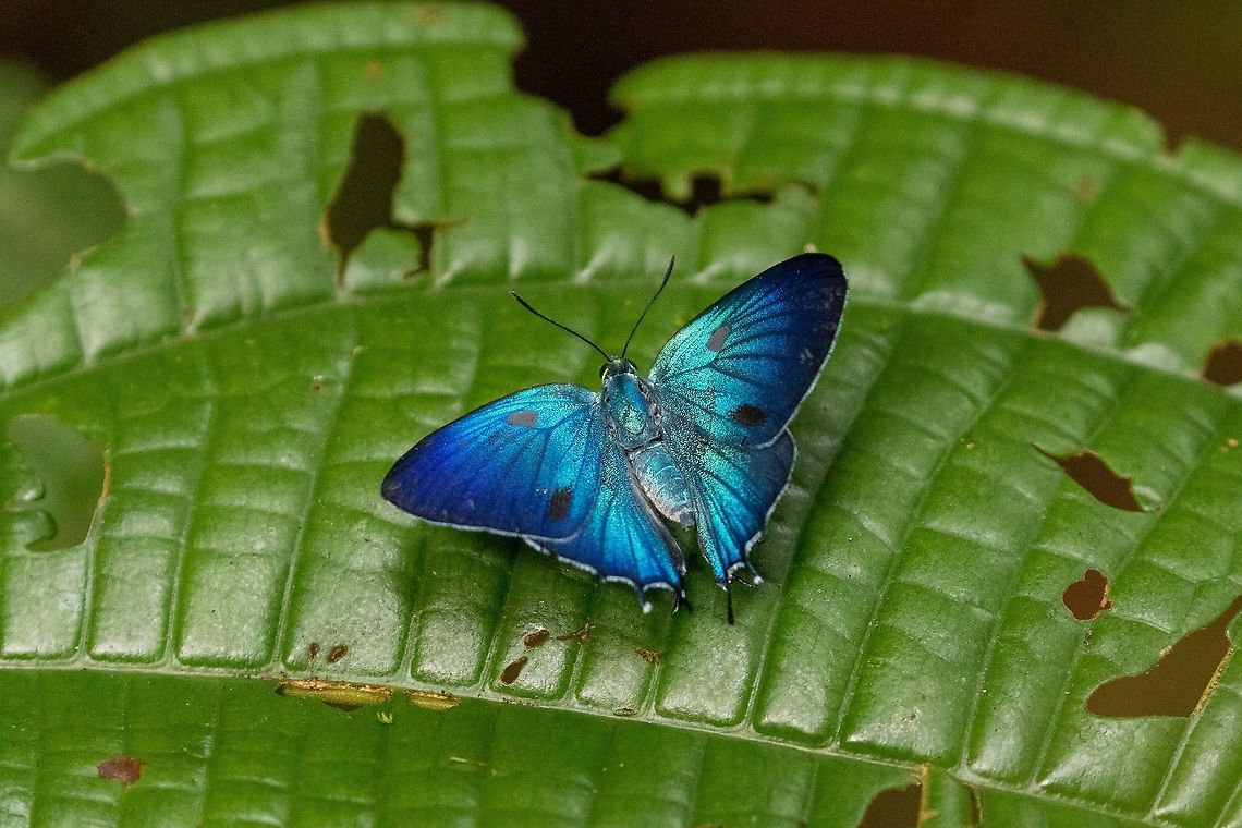 Lamasina ganimedes (Lycaenidae) PNYC - Pampa Pescado, Pasco, Peru. Oct 26, 2020 Geotagged,Lamasina ganimedes,Peru,Spring