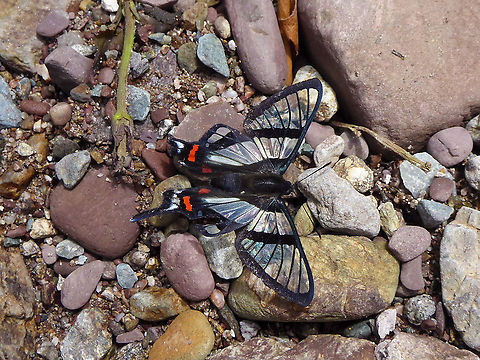 Chorinea sylphina (Riodinidae) PNYC - San Alberto, Pasco, Peru. Jan 28, 2020 Chorinea sylphina,Geotagged,Peru,Summer,Sylphina angel