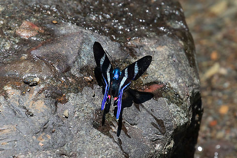 Long-tailed Metalmark