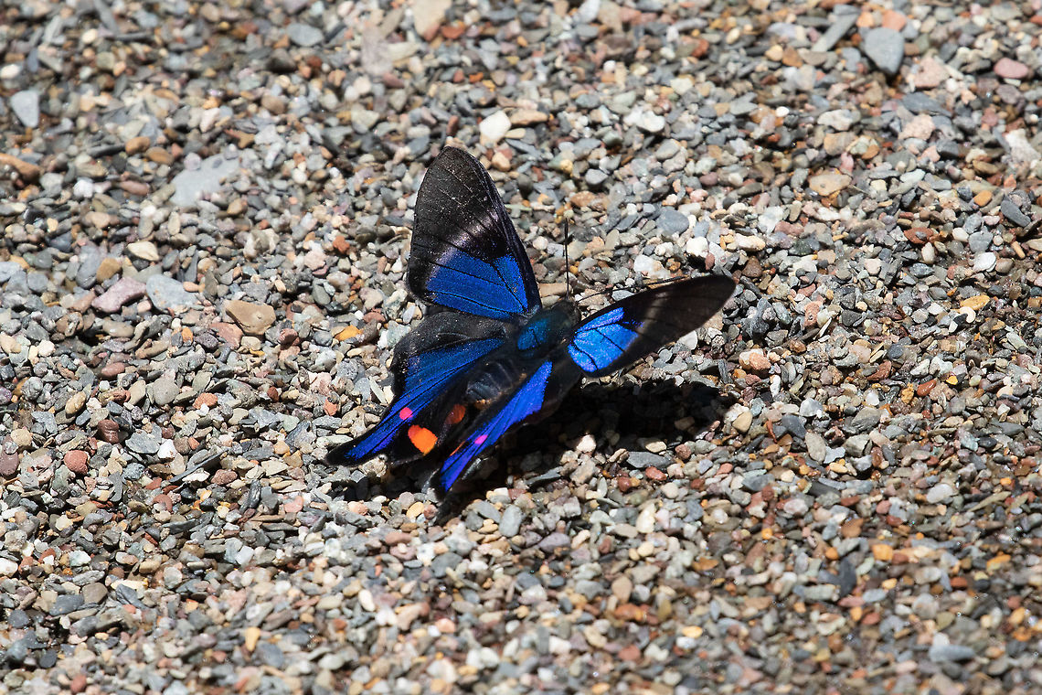 Periander Metalmark (Rhetus periander) PNYC - Pampa Pescado, Pasco, Peru. Oct 22, 2020 Geotagged,Peru,Rhetus periander,Spring