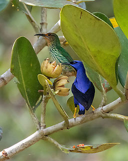 Purple honeycreeper (Cyanerpes caeruleus) couple PNYC - Paujil, Pasco, Peru. Oct 29, 2020 Cyanerpes caeruleus,Geotagged,Peru,Purple honeycreeper,Spring