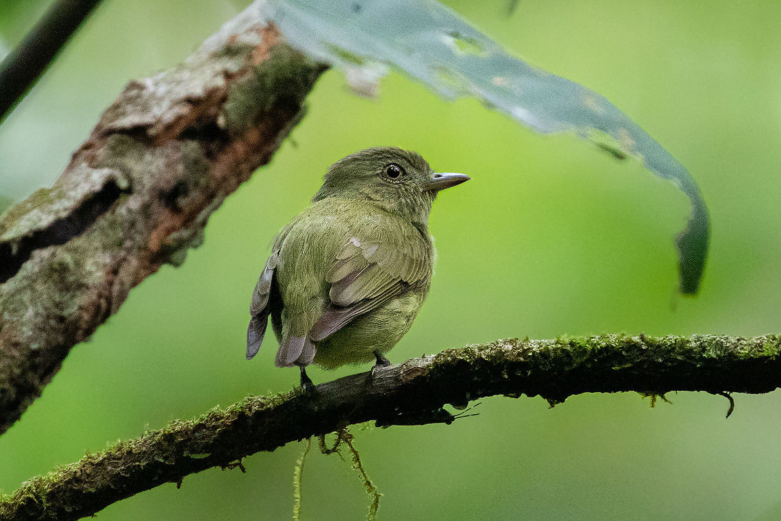 Dwarf tyrant-manakin (Tyranneutes stolzmanni) PNYC - El Paujil, Pasco, Peru. Oct 29, 2020 Dwarf tyrant-manakin,Geotagged,Peru,Spring,Tyranneutes stolzmanni