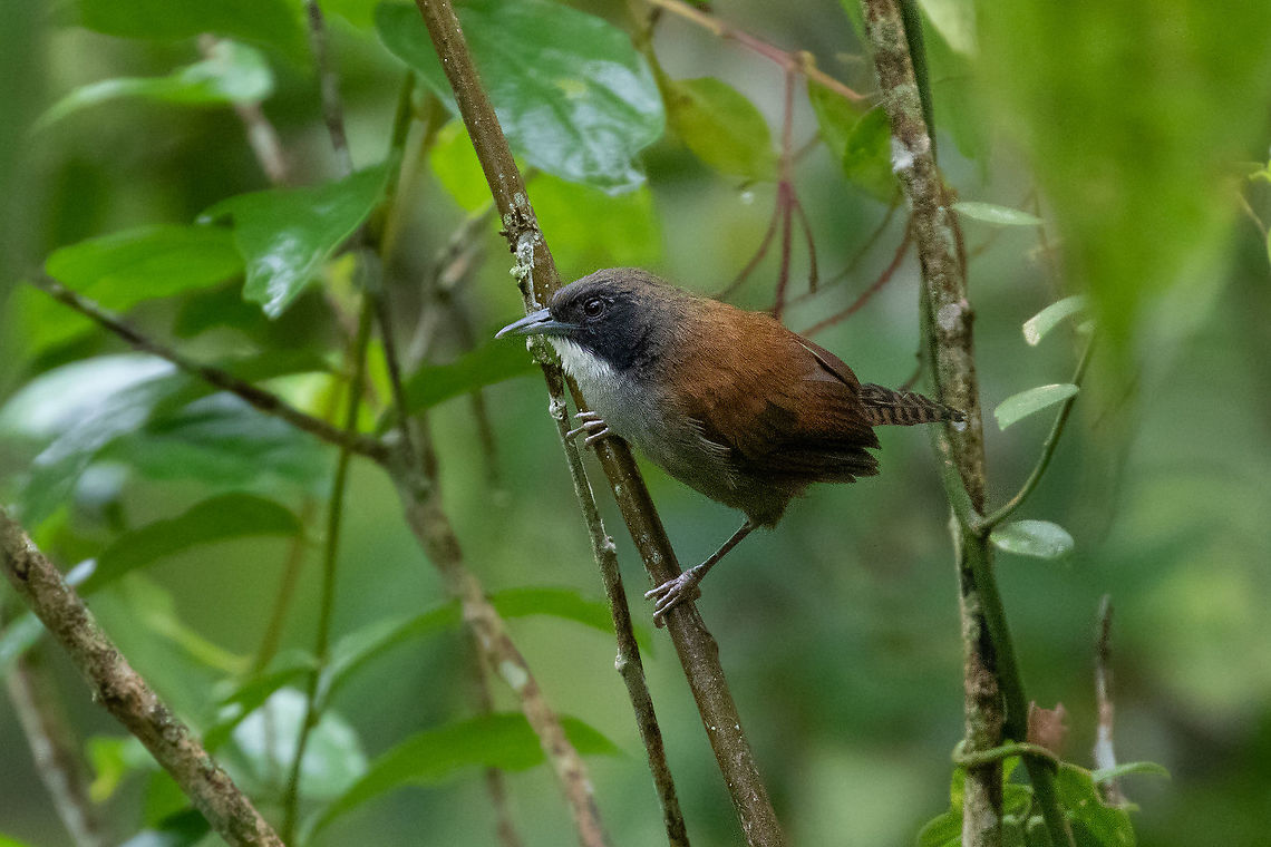 Coraya wren (Pheugopedius coraya) Road to Pichanaki, Junin, Peru. Nov 14, 2020 Coraya wren,Geotagged,Peru,Pheugopedius coraya,Spring