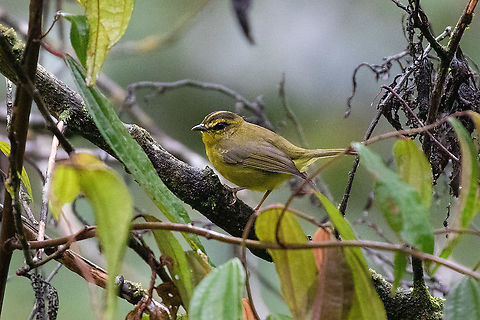 Golden-bellied warbler (Myiothlypis chrysogaster) Road to Pichanaki, Junin, Peru. Nov 14, 2020 Geotagged,Golden-bellied warbler,Myiothlypis chrysogaster,Peru,Spring