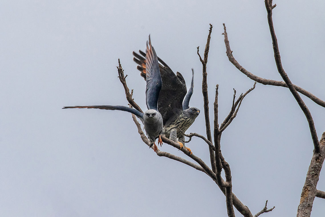 Plumbeous kites (Ictinia plumbea) Road to Pichanaki, Junin, Peru. Nov 14, 2020 Geotagged,Ictinia plumbea,Peru,Plumbeous kite,Spring