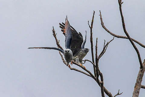 Plumbeous kites (Ictinia plumbea) Road to Pichanaki, Junin, Peru. Nov 14, 2020 Geotagged,Ictinia plumbea,Peru,Plumbeous kite,Spring