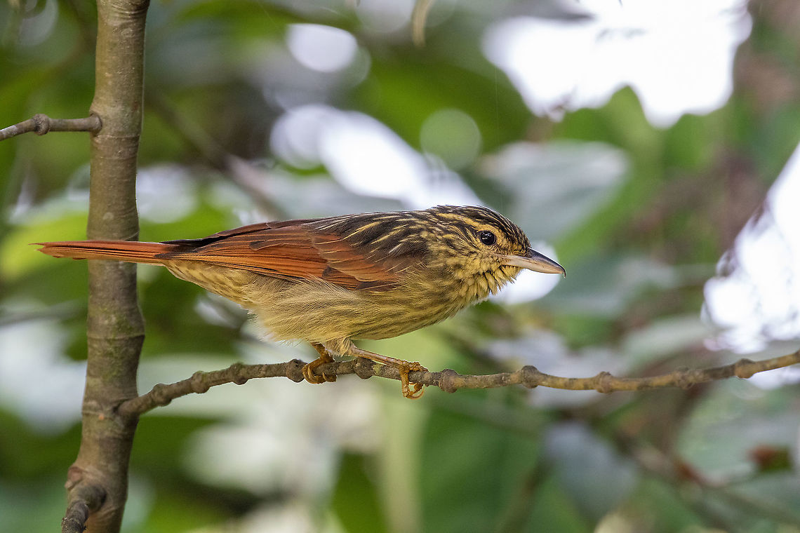 Chestnut-winged hookbill (Ancistrops strigilatus) Bosque de Protecci&oacute;n San Matias San Carlos, Pasco, Peru. Nov 15, 2020 Ancistrops strigilatus,Chestnut-winged hookbill,Geotagged,Peru,Spring