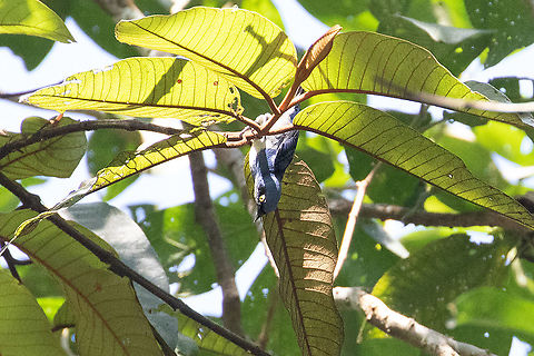 White-bellied dacnis (Dacnis albiventris) Road to Puerto Bermudez, Pasco, Peru. Nov 15, 2020 Dacnis albiventris,Geotagged,Peru,Spring,White-bellied dacnis