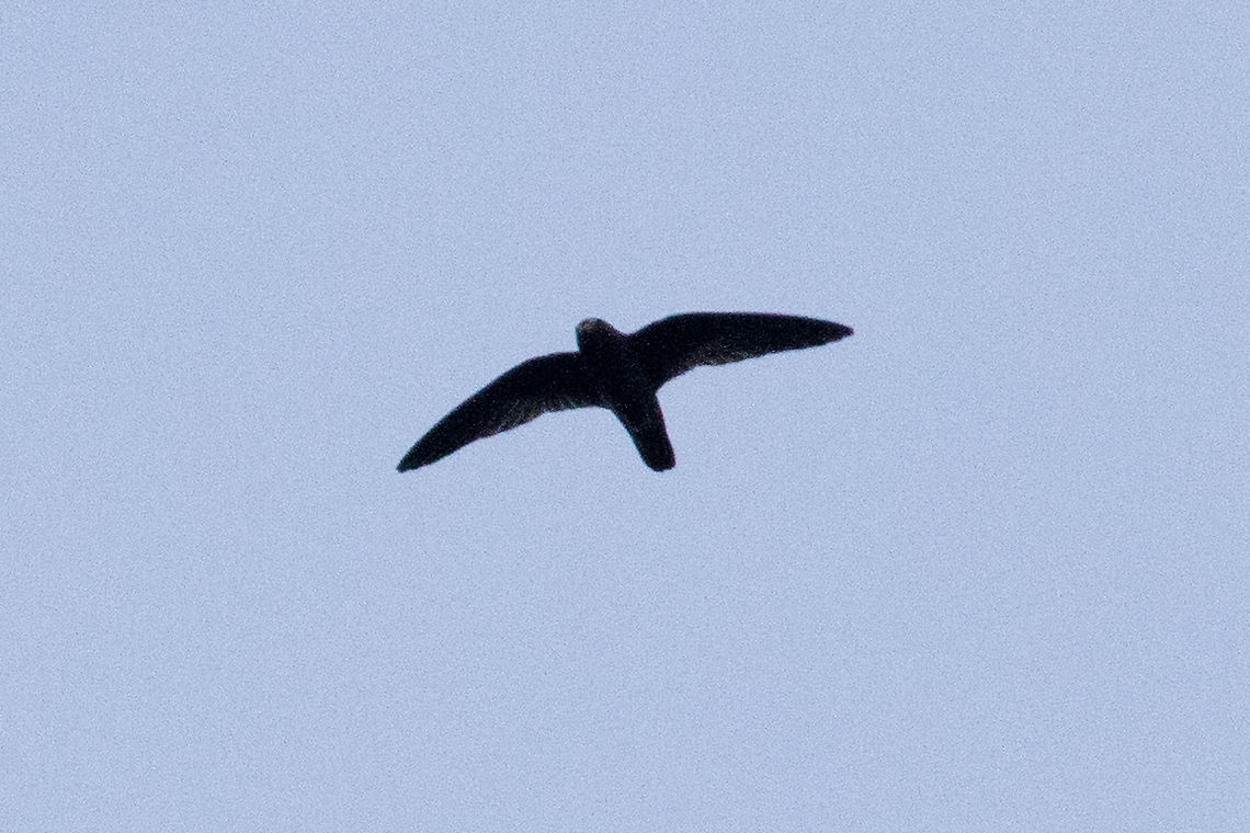 White-chinned swift (Cypseloides cryptus) Puerto Bermudez, Pasco, Peru. Nov 15, 2020 Cypseloides cryptus,Geotagged,Peru,Spring,White-chinned swift