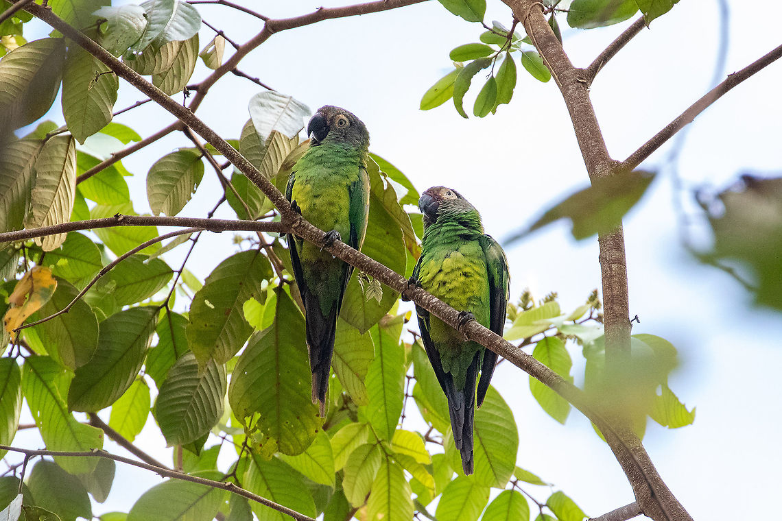 Dusky-headed parakeets (Aratinga weddellii) Puerto Bermudez road, Pasco, Peru. Nov 16, 2020 Aratinga weddellii,Dusky-headed parakeet,Geotagged,Peru,Spring