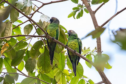 Dusky-headed parakeets (Aratinga weddellii) Puerto Bermudez road, Pasco, Peru. Nov 16, 2020 Aratinga weddellii,Dusky-headed parakeet,Geotagged,Peru,Spring