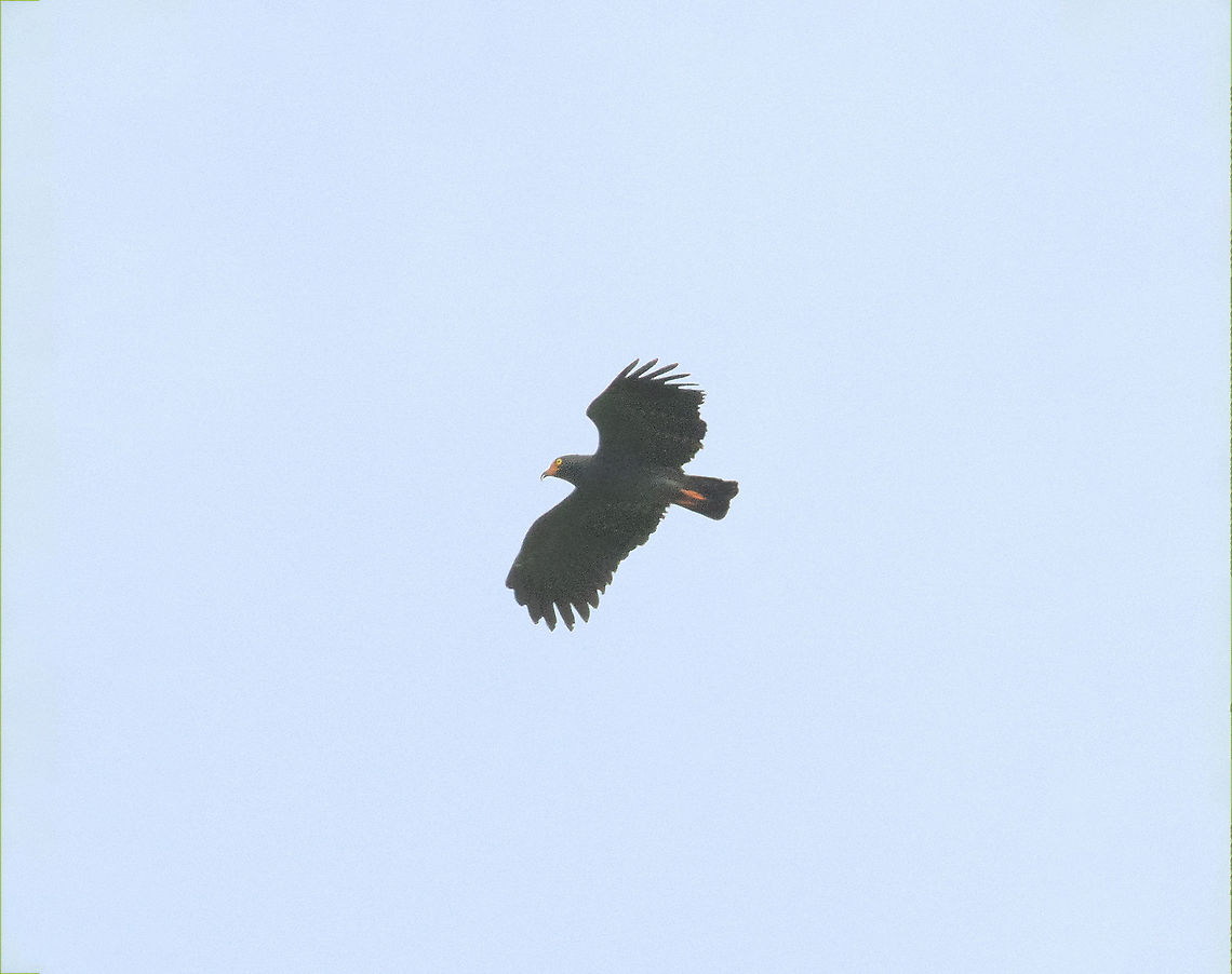 Slender-billed kite (Helicolestes hamatus) Puerto Bermudez road, Pasco, Peru. Nov 16, 2020 Geotagged,Helicolestes hamatus,Peru,Slender-billed kite,Spring
