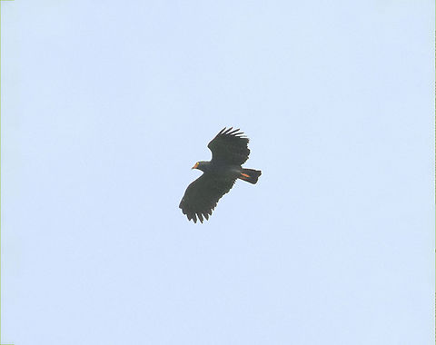 Slender-billed kite (Helicolestes hamatus) Puerto Bermudez road, Pasco, Peru. Nov 16, 2020 Geotagged,Helicolestes hamatus,Peru,Slender-billed kite,Spring