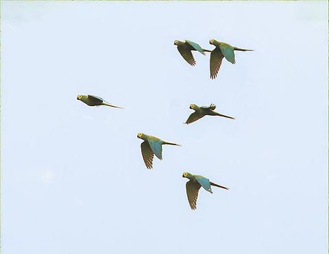 Red-bellied macaws (Orthopsittaca manilatus) Puerto Bermudez road, Pasco, Peru. Nov 16, 2020 Geotagged,Orthopsittaca manilatus,Peru,Red-bellied macaw,Spring