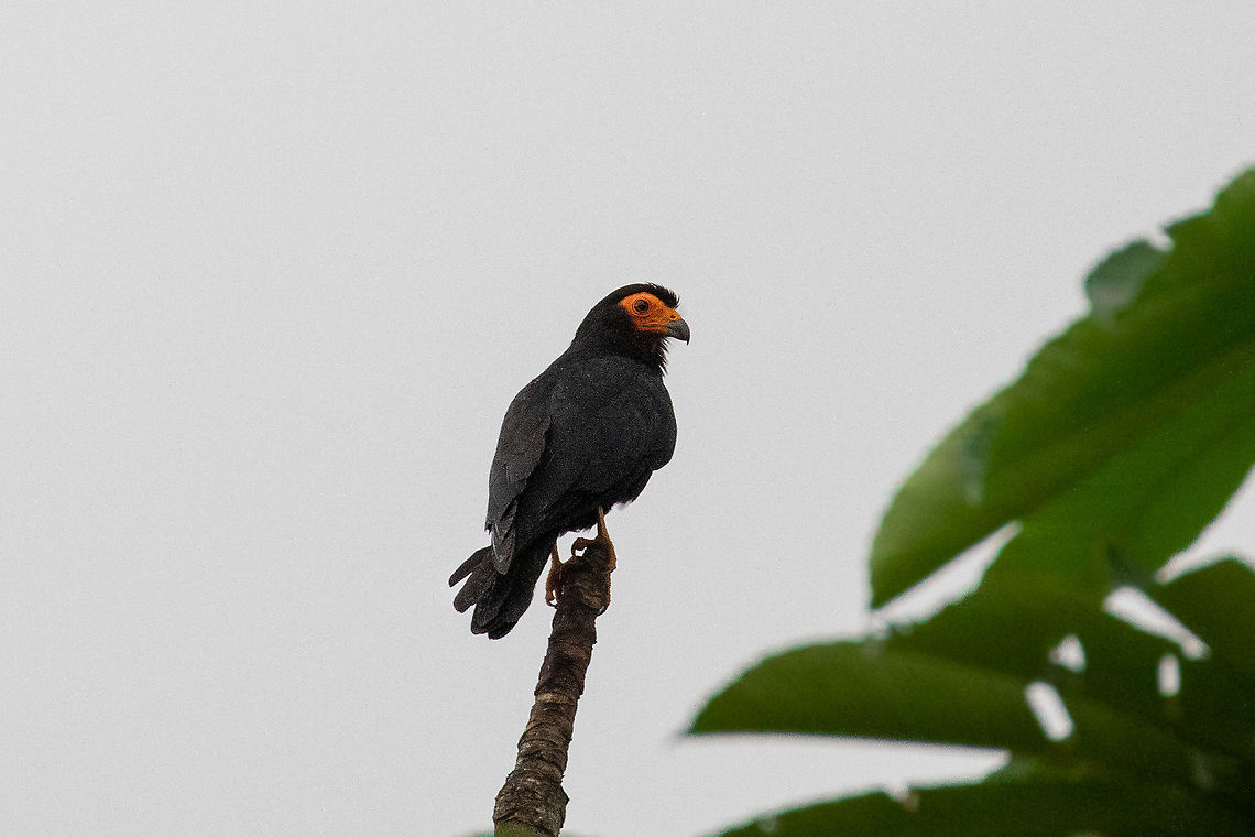 Black caracara (Daptrius ater) Puerto Bermudez, Pasco, Peru. Nov 16, 2020 Black caracara,Daptrius ater,Geotagged,Peru,Spring