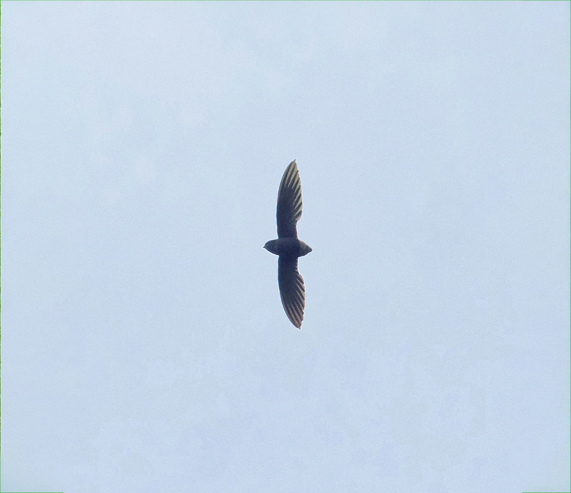 Short-tailed swift (Chaetura brachyura) Puerto Bermudez, Pasco, Peru. Nov 16, 2020 Chaetura brachyura,Geotagged,Peru,Short-tailed swift,Spring