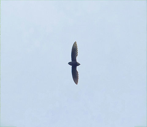 Short-tailed swift (Chaetura brachyura) Puerto Bermudez, Pasco, Peru. Nov 16, 2020 Chaetura brachyura,Geotagged,Peru,Short-tailed swift,Spring