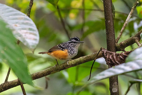 Peruvian warbling antbird (Hypocnemis peruviana) Puerto Bermudez, Pasco, Peru. Nov 17, 2020 Geotagged,Hypocnemis peruviana,Peru,Peruvian warbling antbird,Spring