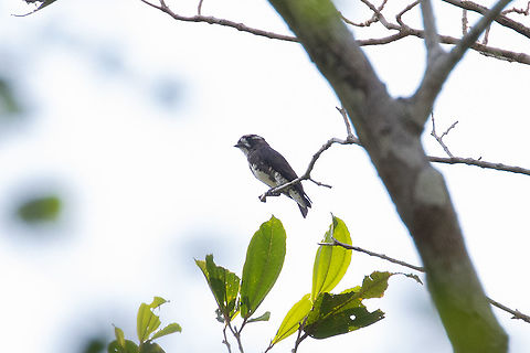White-browed purpletuft (Iodopleura isabellae) Puerto Bermudez road, Pasco, Peru. Nov 16, 2020 Geotagged,Iodopleura isabellae,Peru,Spring,White-browed purpletuft