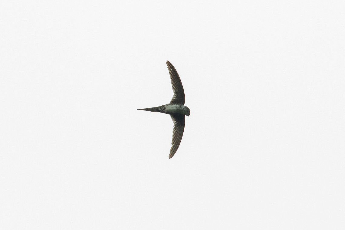 Fork-tailed Palm-Swift (Tachornis squamata) Puerto Bermudez, Pasco, Peru. Nov 16, 2020 Geotagged,Neotropical palm swift,Peru,Spring,Tachornis squamata
