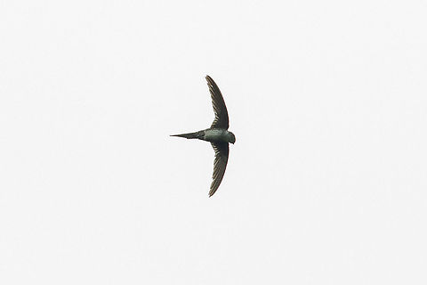 Fork-tailed Palm-Swift (Tachornis squamata) Puerto Bermudez, Pasco, Peru. Nov 16, 2020 Geotagged,Neotropical palm swift,Peru,Spring,Tachornis squamata