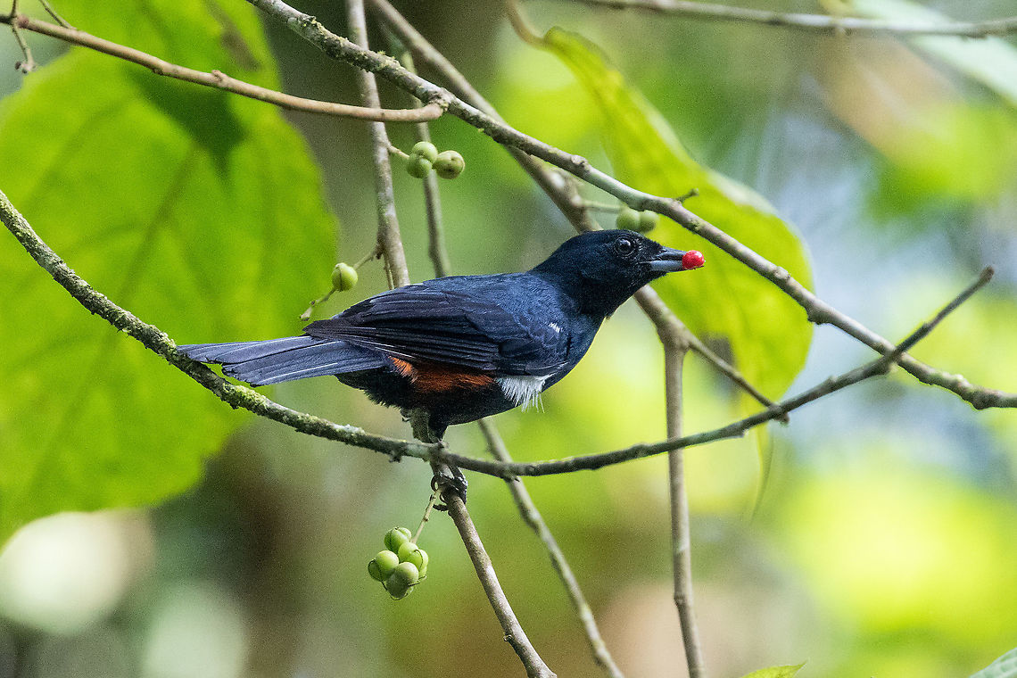 Fulvous-crested tanager (Tachyphonus surinamus) BP San Matias San Carlos, Pasco, Peru. Nov 17, 2020 Fulvous-crested tanager,Geotagged,Peru,Spring,Tachyphonus surinamus