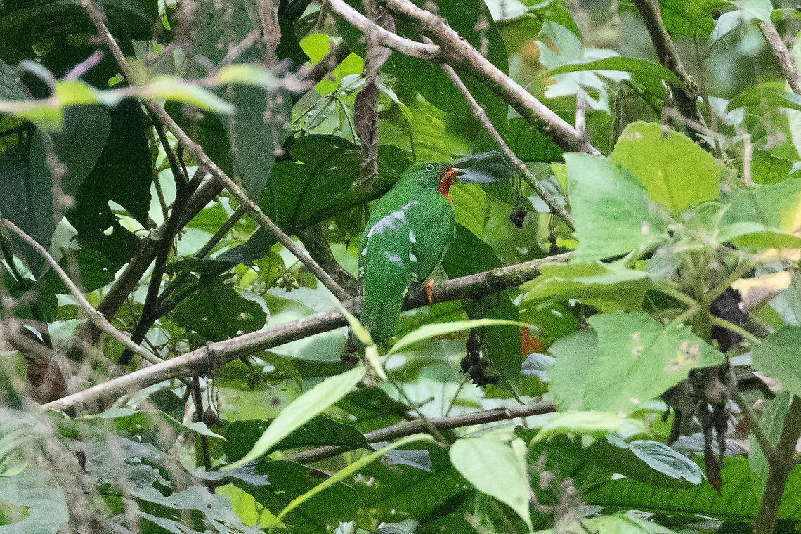 Fiery-throated fruiteater (Pipreola chlorolepidota) BP San Matias San Carlos, Pasco, Peru. Nov 17, 2020 Fiery-throated fruiteater,Geotagged,Peru,Pipreola chlorolepidota,Spring