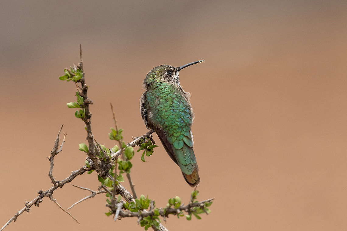 Bronze-tailed comet (Polyonymus caroli) Laguna Tragadero, Jauja, Jun&iacute;n, Peru. Nov 21, 2020 Bronze-tailed comet,Geotagged,Peru,Polyonymus caroli,Spring