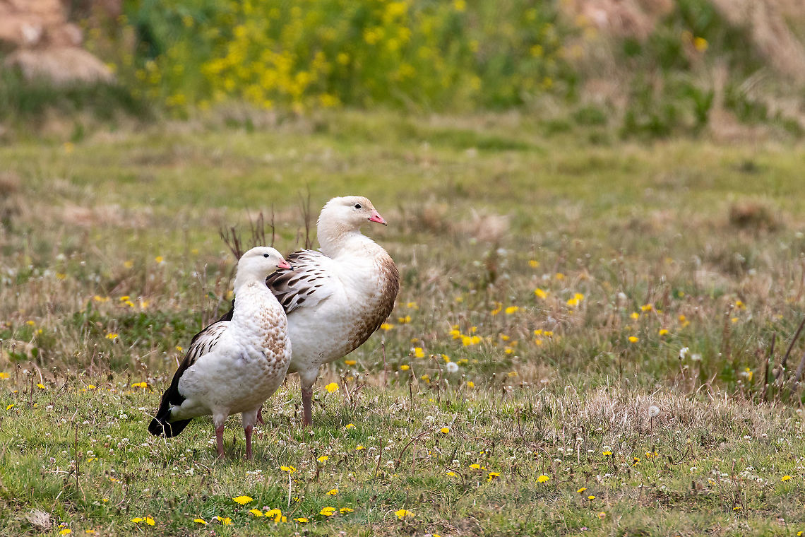A pair of Andean geese (Oressochen melanoptera) Laguna Tragadero, Jauja, Jun&iacute;n, Peru. Nov 21, 2020 Andean goose,Chloephaga melanoptera,Geotagged,Peru,Spring