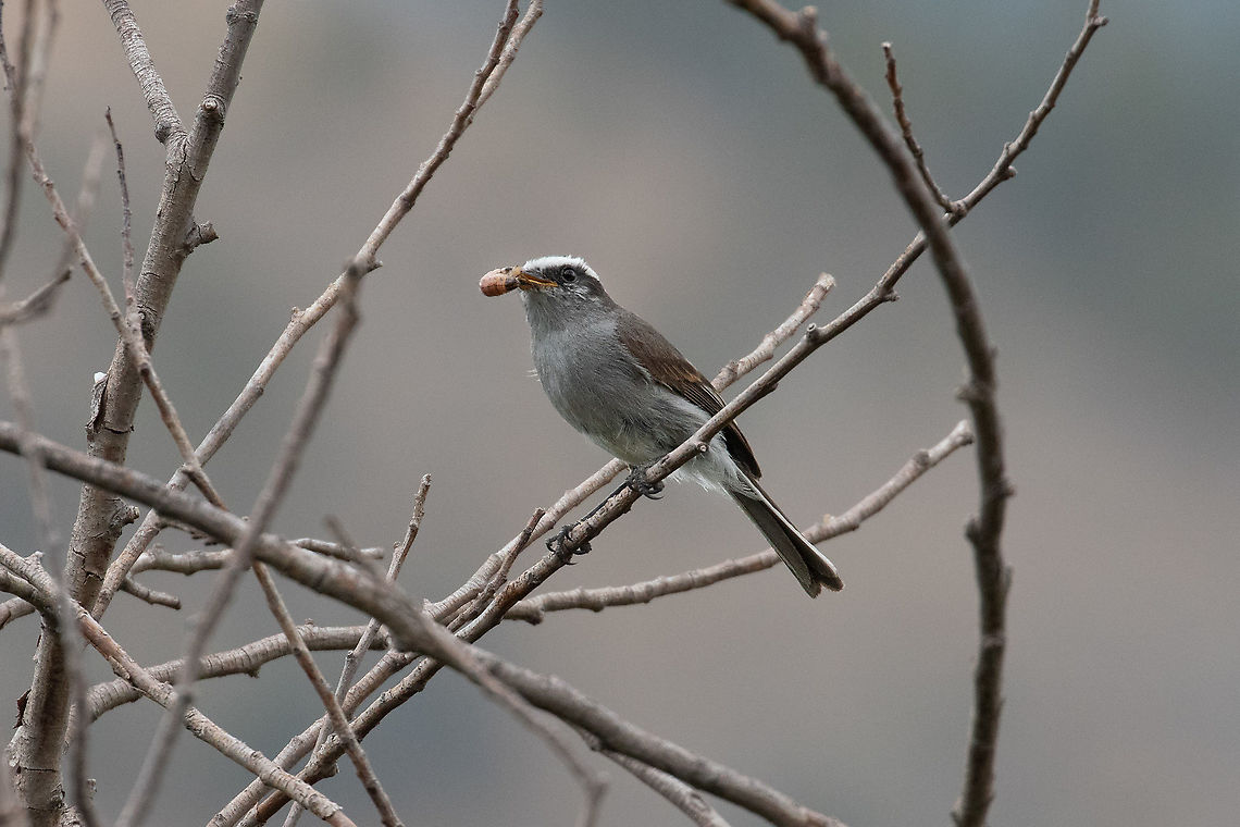 White-browed chat-tyrant (Ochthoeca leucophrys) Laguna de Paca, Jauja, Jun&iacute;n, Peru. Nov 21, 2020 Geotagged,Ochthoeca leucophrys,Peru,Spring,White-browed chat-tyrant