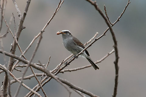 White-browed chat-tyrant (Ochthoeca leucophrys) Laguna de Paca, Jauja, Jun&iacute;n, Peru. Nov 21, 2020 Geotagged,Ochthoeca leucophrys,Peru,Spring,White-browed chat-tyrant