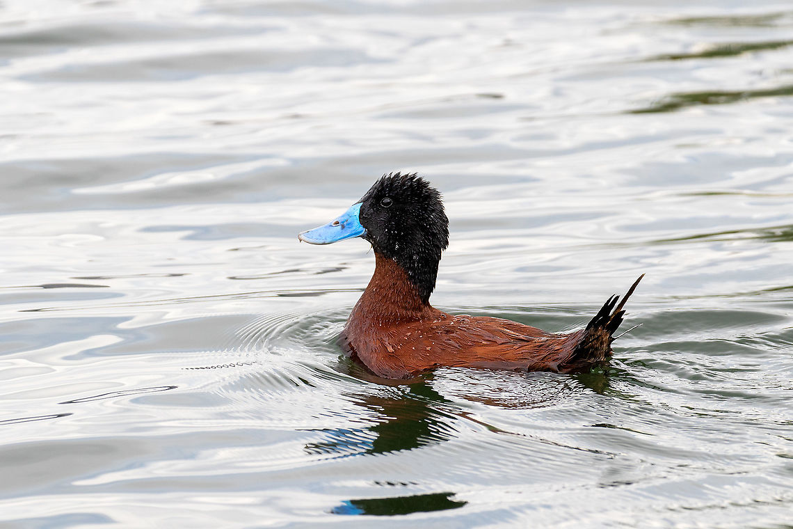 Andean duck (Oxyura ferruginea) Laguna de Paca, Jauja, Jun&iacute;n, Peru. Nov 21, 2020 Andean duck,Geotagged,Oxyura ferruginea,Peru,Spring