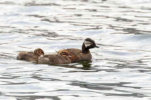 White-tufted grebe (Rollandia rolland) Laguna de Paca, Jauja, Jun&iacute;n, Peru. Nov 21, 2020 Geotagged,Peru,Rollandia rolland,Spring,White-tufted grebe