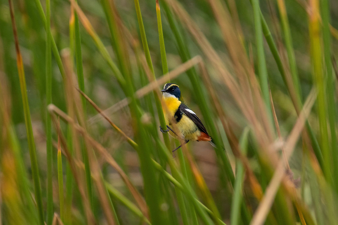 Many-colored rush tyrant (Tachuris rubrigastra) Laguna de Paca, Jauja, Peru. Nov 21, 2020 Geotagged,Many-colored rush tyrant,Peru,Spring,Tachuris rubrigastra