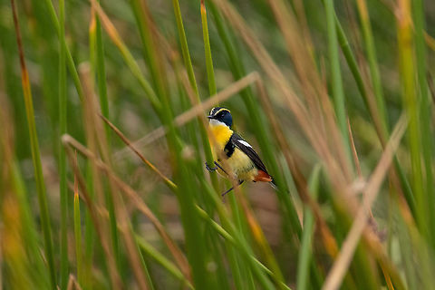 Many-colored rush tyrant (Tachuris rubrigastra) Laguna de Paca, Jauja, Peru. Nov 21, 2020 Geotagged,Many-colored rush tyrant,Peru,Spring,Tachuris rubrigastra