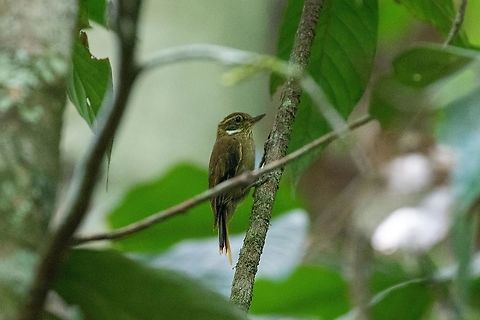 Plain xenops (Xenops minutus) Puerto Bermudez road, Pasco, Peru. Nov 16, 2020 Geotagged,Peru,Plain xenops,Spring,Xenops minutus