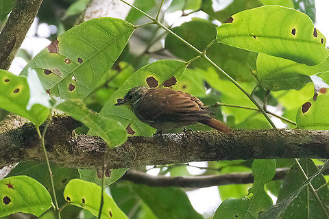 Slender-billed xenops (Xenops tenuirostris) PNYC - El Paujil, Pasco, Peru. Aug 23, 2020 Geotagged,Peru,Slender-billed xenops,Winter,Xenops tenuirostris