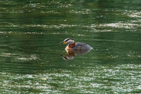 Red-necked Grebe (Podiceps grisegena) Diependal, Drenthe, Netherlands. Jul 12, 2021 Geotagged,Netherlands,Podiceps grisegena,Red-necked Grebe,Summer